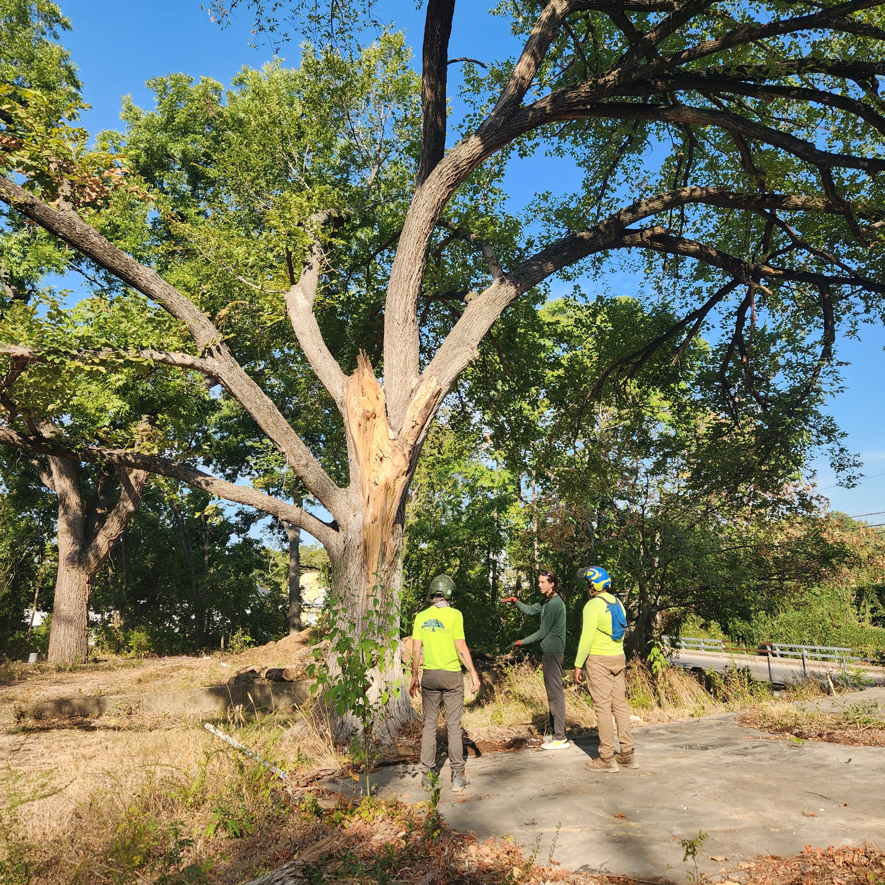 Urban Tree Merchants  Image 2