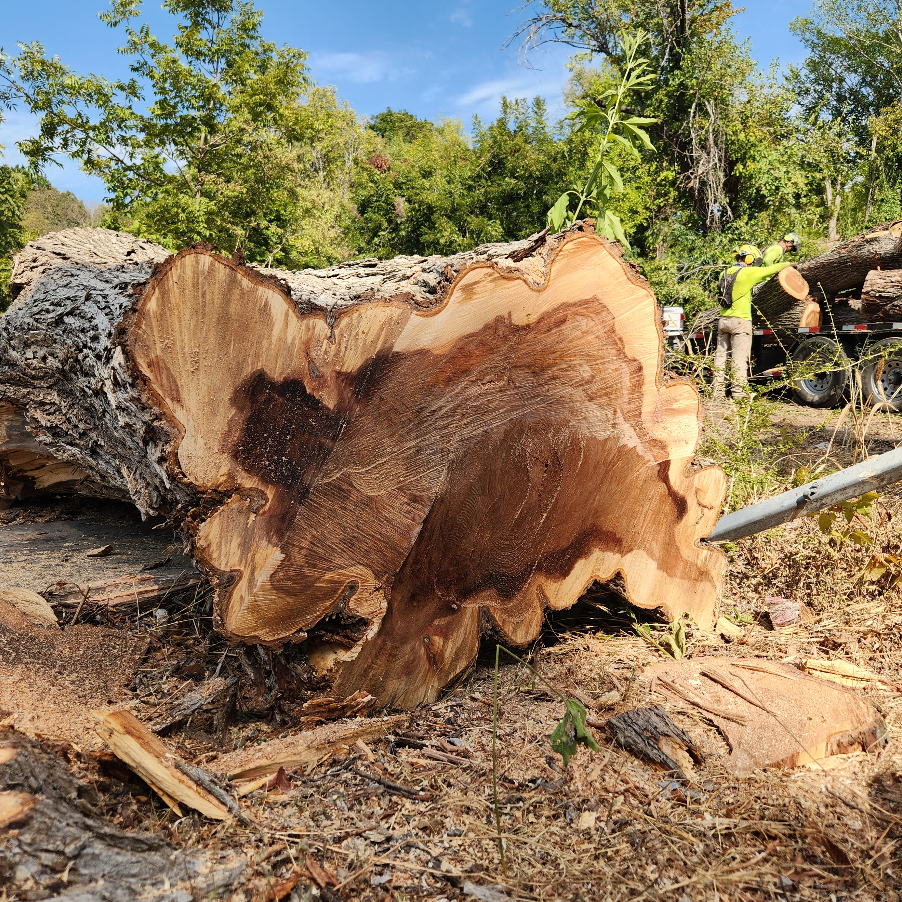 Urban Tree Merchants  Image 1