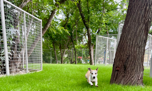 A Dog Park Unlike Any Other Cover Image A Dog Park Unlike Any Other Cover Image