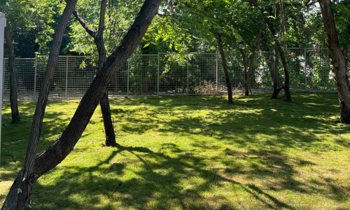 A Dog Park Unlike Any Other Cover Image